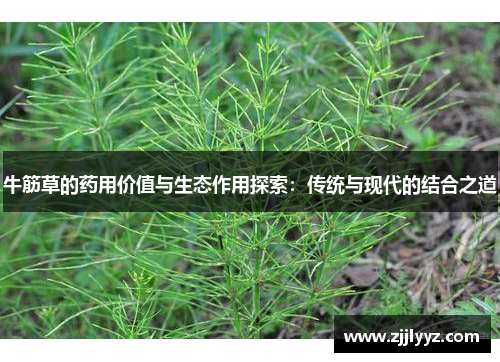 牛筋草的药用价值与生态作用探索：传统与现代的结合之道